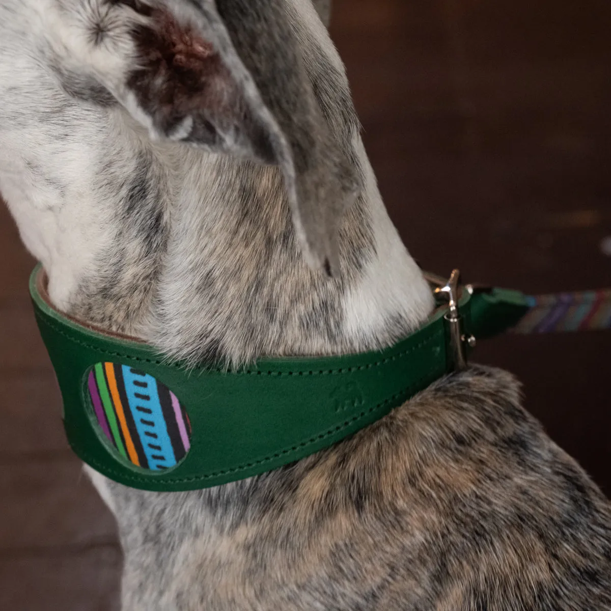 Rainbow Stripe Hound Collar