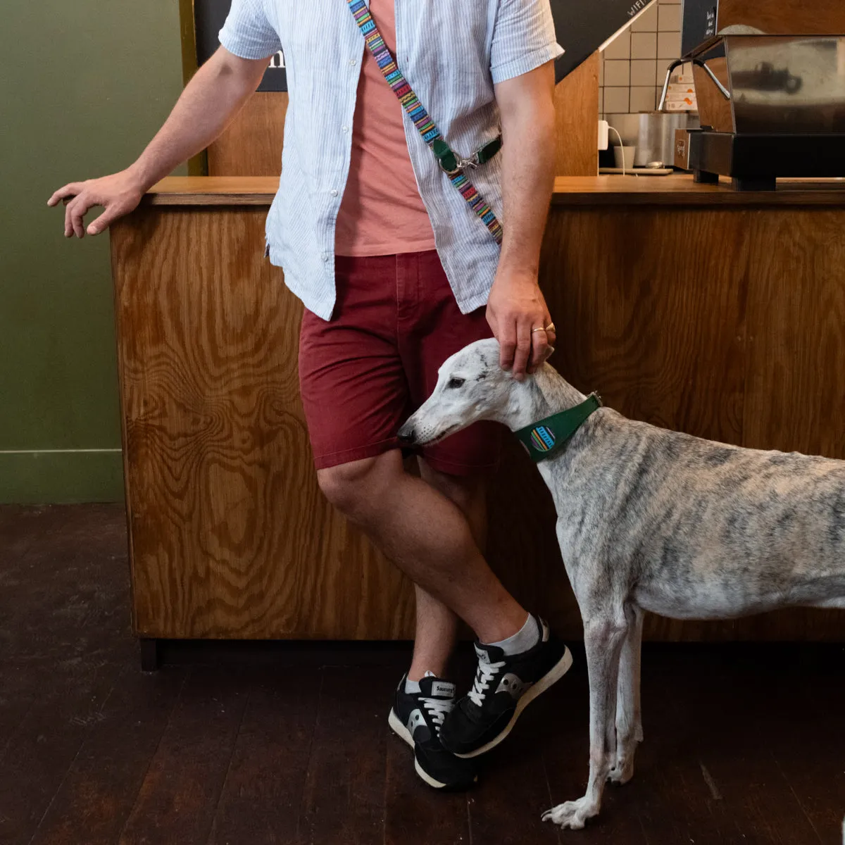 Rainbow Stripe Hound Collar