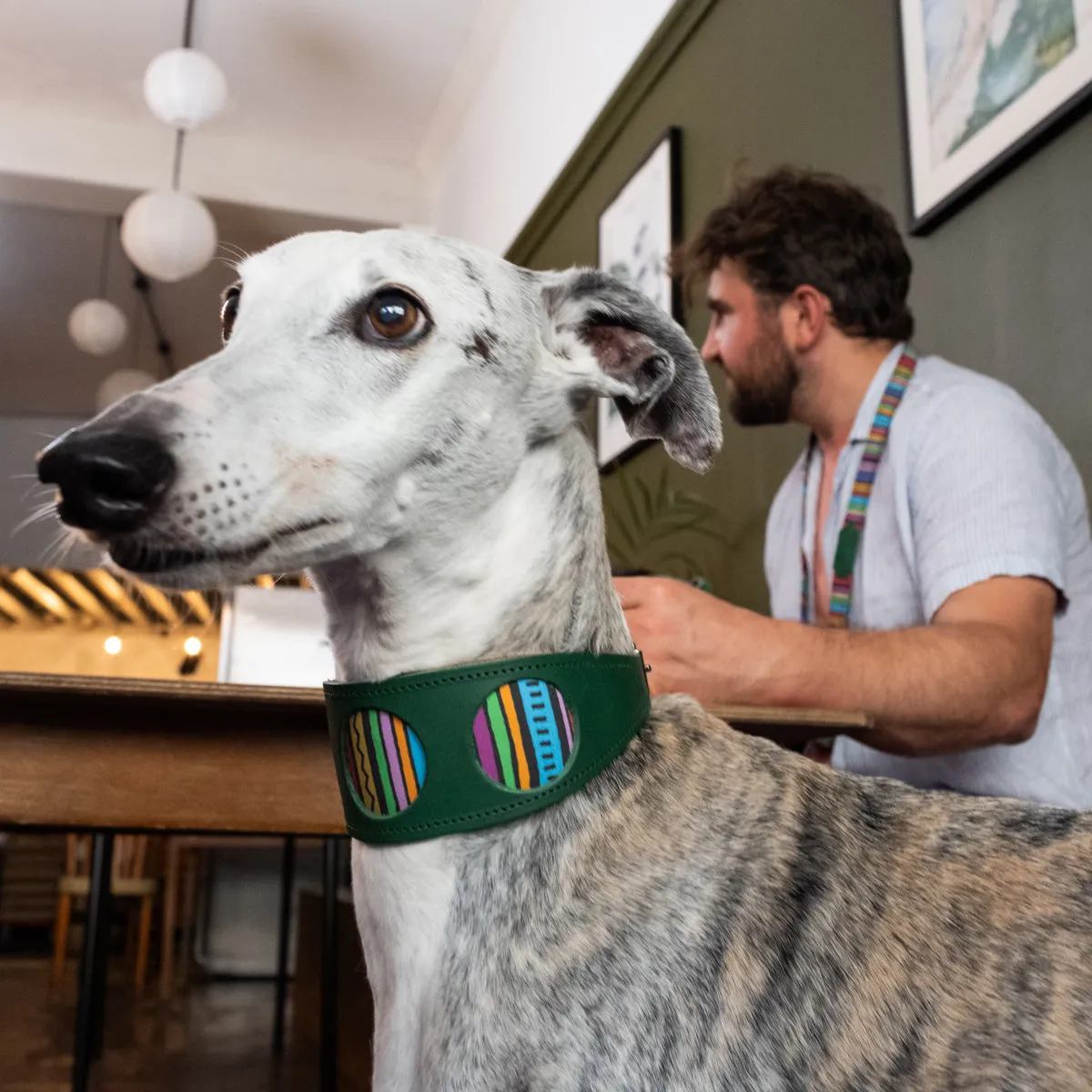 Rainbow Stripe Hound Collar